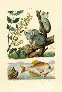 Koala da French School